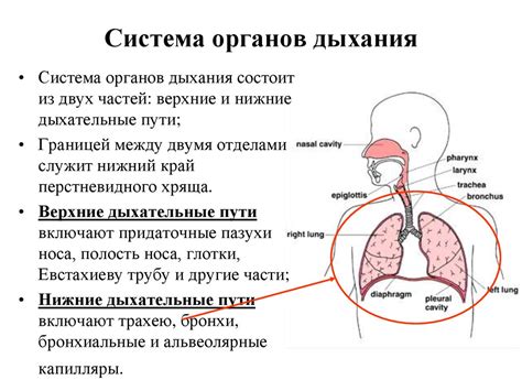 Разновидности уздечки и их физиологические особенности