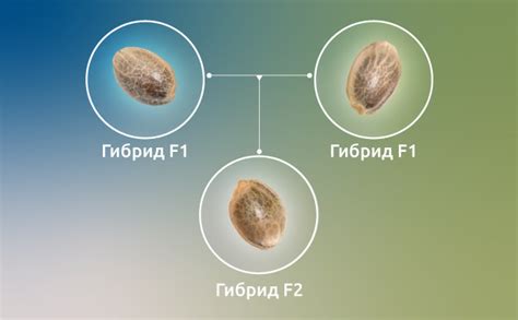 Разновидности фуражных семян