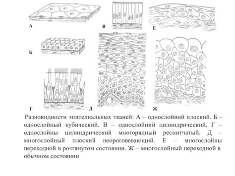 Разновидности эпителиальных тканей