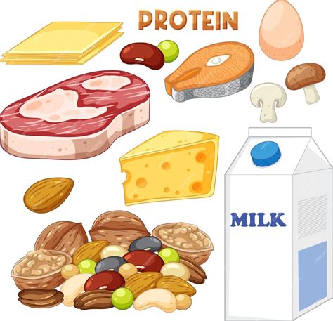 Разнообразие белковых продуктов для поддержания здоровья