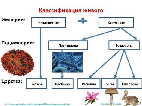 Разнообразие видов паразитических организмов и их символическое значение в сновидениях