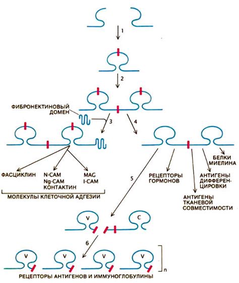 Разнообразие и множество генов: ключевые преимущества диплоидности