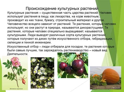 Разнообразие культурных событий