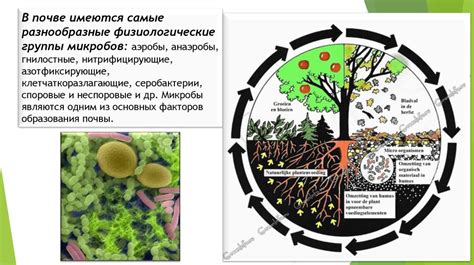 Разнообразие микроорганизмов в природе