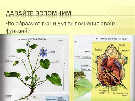 Разнообразные значения снов с участием остова живого организма