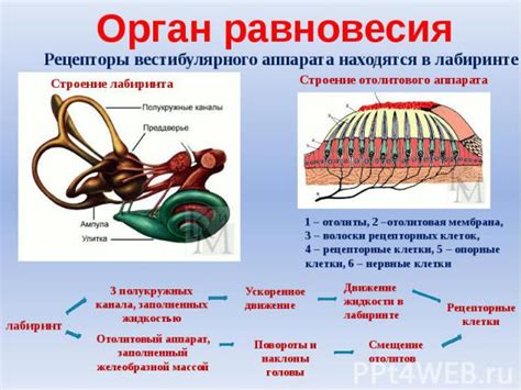 Разнообразные трактовки видения о паразите в слуховом органе