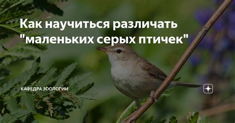 Разнообразные трактовки снов, связанных с присутствием маленьких птичек