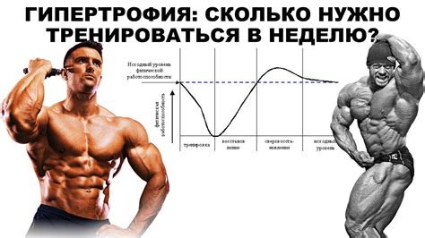 Разные виды тренировок: от гипертрофии до силовых