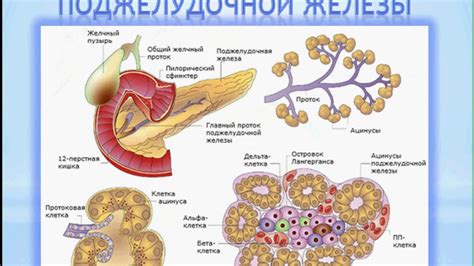 Разработка поджелудочной железы
