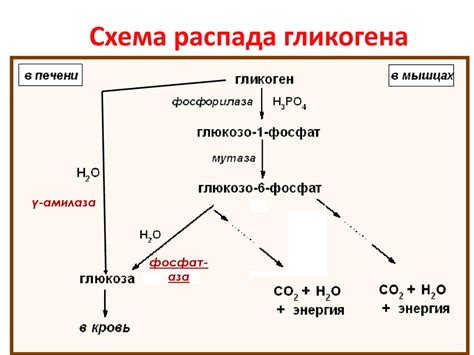 Разрушение гликогена и его использование в организме