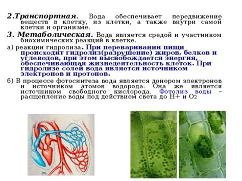 Разрушение клеток при избытке кислорода: что происходит внутри?