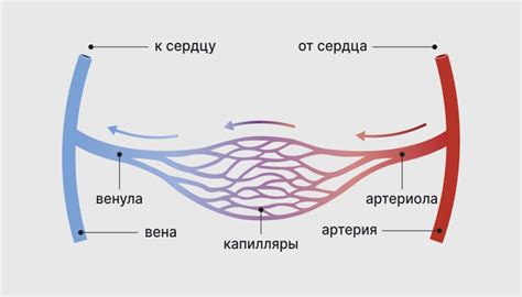 Разрывные капилляры и кровоизлияния