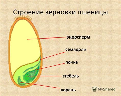 Разумное зерно: определение и сущность