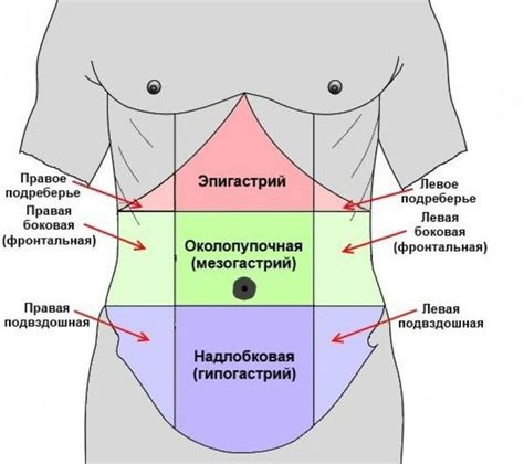 Расположение аппендикса у человека