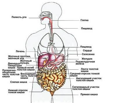 Расположение и строение