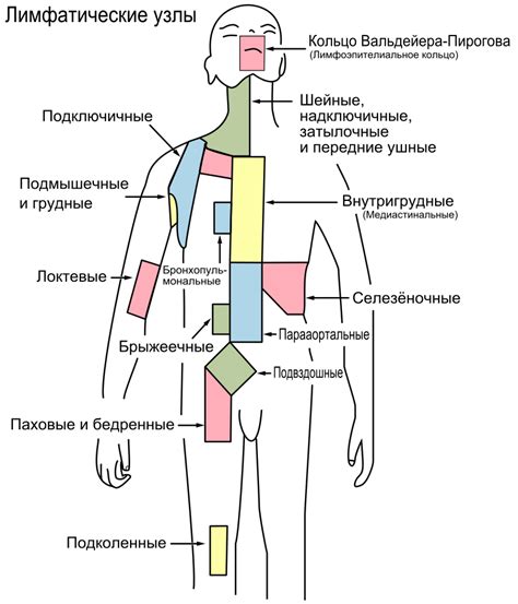 Расположение лимфатических узлов под мышкой