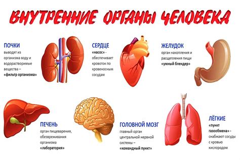 Расположение органов вентрально: что это значит?