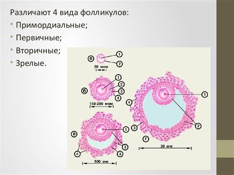 Расположение фолликулов