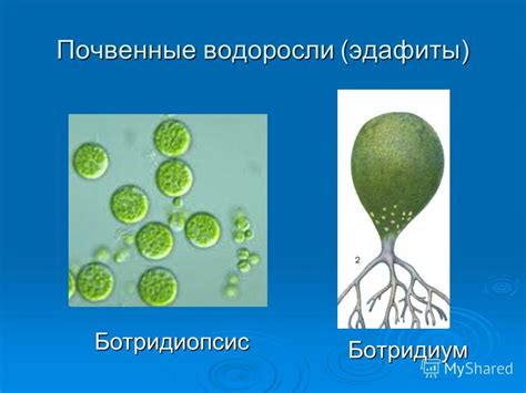 Распространение водорослей