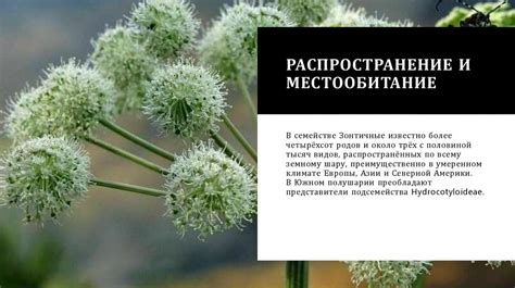 Распространение и местообитание турумбея