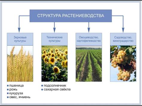 Распространение и употребление в разных регионах