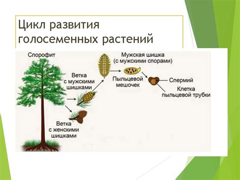 Распространение и экология голосеменных растений