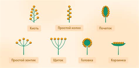 Распространение простых соцветий в мире природы