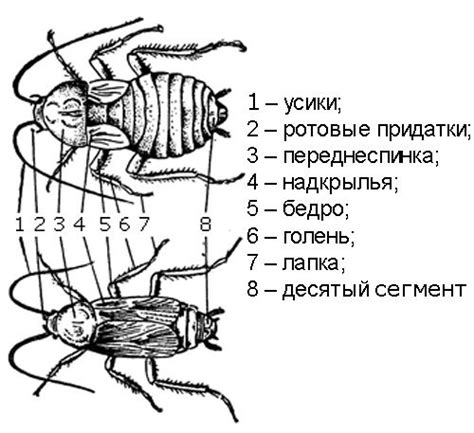 Распространение тараканов