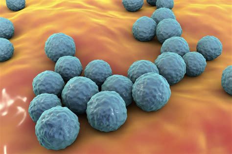 Распространенность и статистика по флоре Enterococcus faecalis