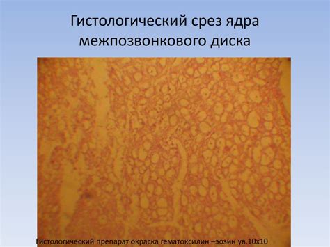 Распространенность энтомозов среди животных