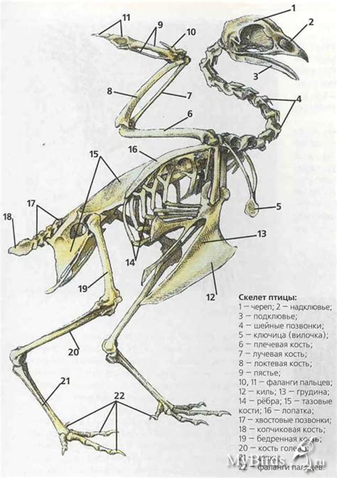 Рассмотрение скелета птицы