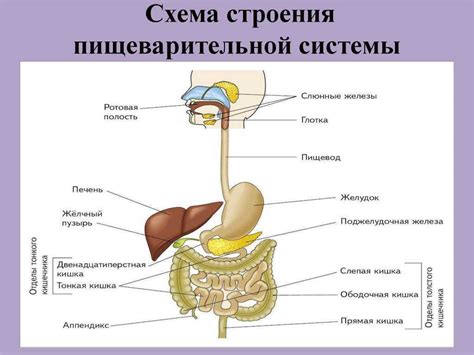 Расстройства пищеварительной системы