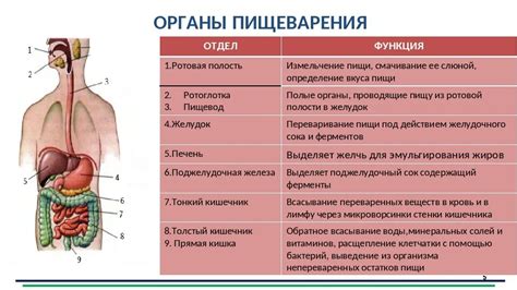 Расстройства пищеварительной системы и их влияние на тяжесть около сердца