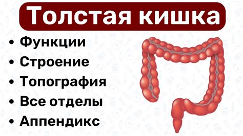 Расстройства толстого кишечника