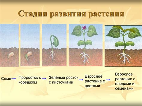 Растение как основа жизни на Земле