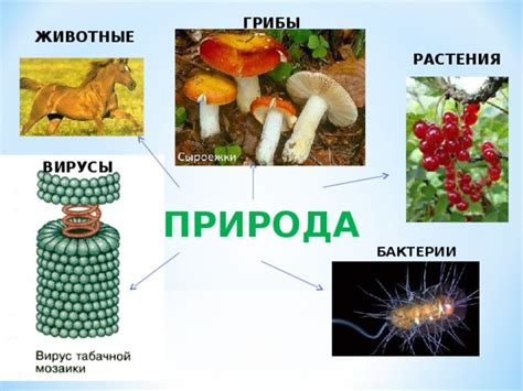 Растения - неотъемлемая часть природы