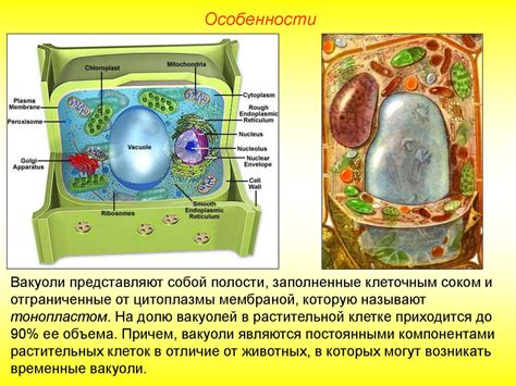 Растительные клетки сердцевины