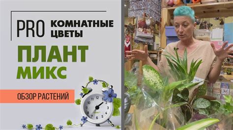 Растительный плант микс: что это такое и описание