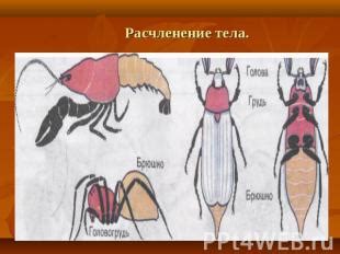 Расчленение тела: полное расследование