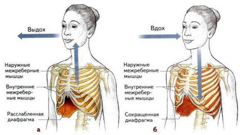 Расширение грудной клетки и снижение болевых ощущений