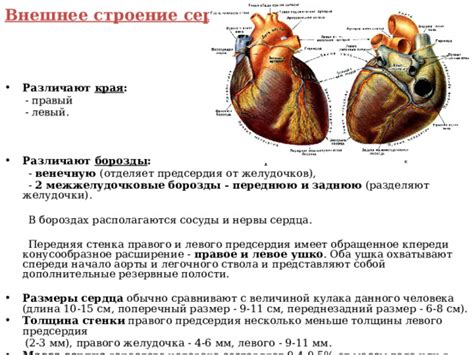 Расширение правого желудочка