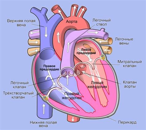 Расширенное правое предсердие: определение и значение