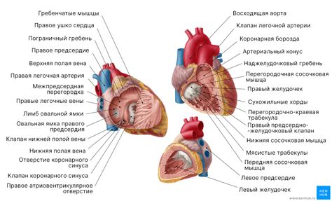 Расширенное предсердие: определение и причины