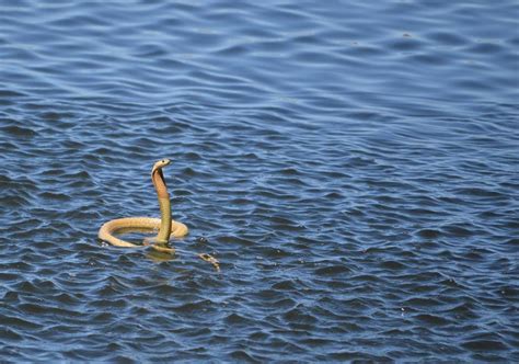 Расшифруем символику сна: мужчину укусила змея в воде