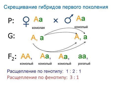 Расщепление по фенотипу: понятие и применение