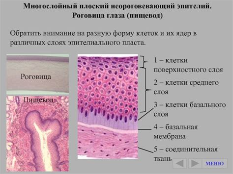 Реактивное изменение плоского эпителия: что это такое?