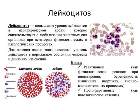 Реактивные лейкоциты повышены: