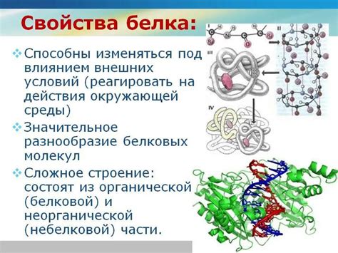 Реактивный белок 175 и его роль в организме