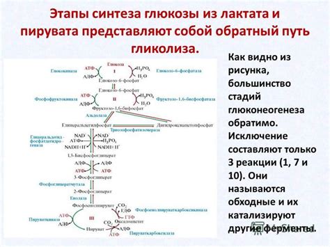 Реакции глюкозы: виды и влияние на организм