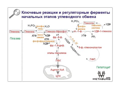 Реакция организма на углеводы